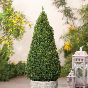 Buxus piramis cserépben, kb. 50-60 cm magas, dekoratív formázott fa a kertbe és a teraszra.