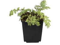 OBI gilisztaűző varádics cserépátmérő: kb. 19 cm Tanacetum