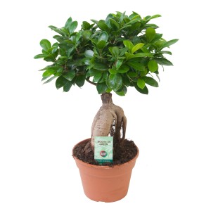 Ficus Ginseng bonsai cserépben, kb. 40-45 cm magas. Fügefa zöld levelekkel.