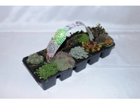 Sziklakerti mix 10 pack