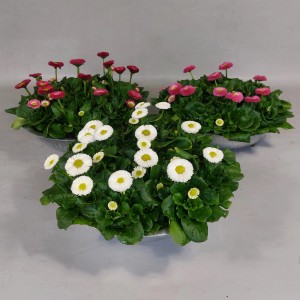Százszorszépek cinktálban, különböző színekben, kb. 15 cm magas, cserép átmérője kb. 29 cm.