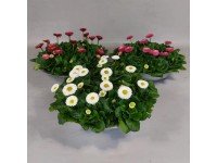 Százszorszép cink cserépben magasság kb. 15 cm cserépátmérő kb. 29 cm