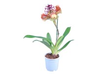 Vénuszpapucs orchidea 1 hajtásos Paphiopedilum cserépátmérő kb. 12 cm