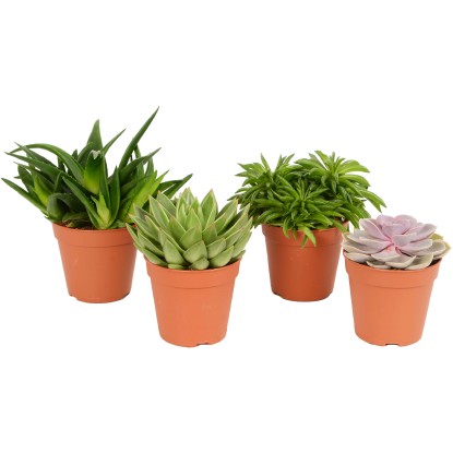 Különböző pozsgás növények Basis cserépátmérő: kb. 12 cm