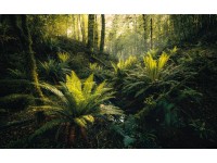 Vlies fotótapéta Fjordland Woods 450 cm x 280 cm