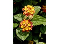 Sétányrózsa cserépátmérő: kb. 12 cm Lantana Sétányrózsa cserépátmérő: kb. 12 cm Lantana