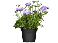 OBI galambszínű ördögszem cserépátmérő: kb. 13 cm Scabiosa