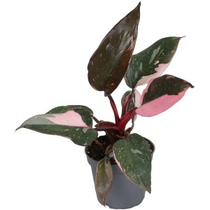 GROW by OBI Pink Princess filodendron cserépben, zöld növény rózsaszín-zöld levelekkel.
