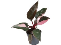 GROW by OBI filodendron 