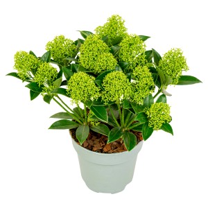 Cserepes Skimmia zöld virágbimbókkal, kb. 25-30 cm magas. Dísznövény kertbe és erkélyre.