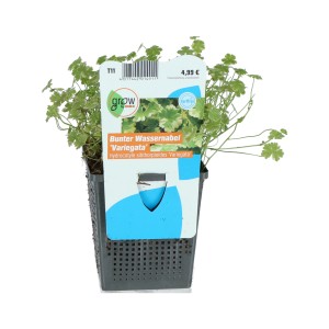 GROW by OBI tarka köldökfű cserépben, dekoratív úszónövény kerti tóba.