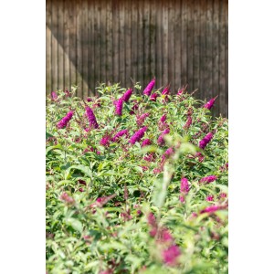 Virágzó piros nyári orgona (Buddleja) cserépben. Pillangóvirág piros virágokkal.