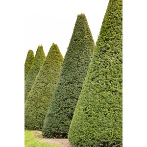 Tiszafa (Taxus baccata) szett 30 növénnyel, kúp alakú, sövényekhez.