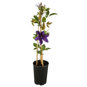 Virágzó Clematis (t.b.t.) cserépben, támasztékkal.