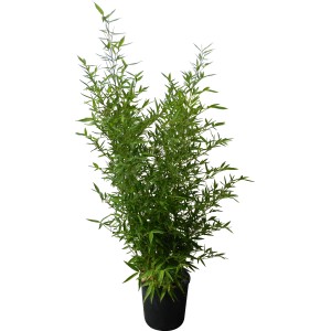 Bisset bambusz (Phyllostachys bissetii) cserépben, kb. 26 cm Ø, örökzöld térelválasztó.