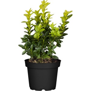 Buxus cserépben, kb. 5-10 cm magas. Örökzöld növény sövényekhez és formázáshoz.