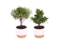 Bonsai fajták kerámia cserépben cserépátmérő kb. 11 cm Bonsai fajták kerámia cserépben cserépátmérő kb. 11 cm