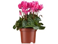 OBI borostyánlevelű ciklámen rózsaszín cserépátmérő: kb. 9 cm x 9 cm Cyclamum OBI borostyánlevelű ciklámen rózsaszín cserépátmérő: kb. 9 cm x 9 cm Cyclamum