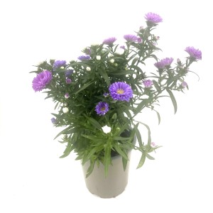 Sima levelű őszirózsa (Aster novi-belgii) cserépben, lila virágokkal.