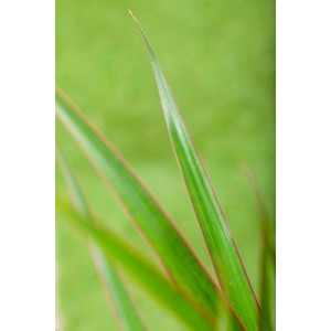 Közelkép: Sárkányfa (Dracaena marginata) levelei piros szegéllyel.