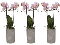Lepkeorchidea kétszárú sárga virágú kerámia kaspóban cserépátmérő: kb. 9 cm