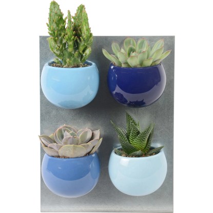Mini pozsgás növények kék árnyalatú mágneses cserépben cserépátmérő: kb. 6 cm