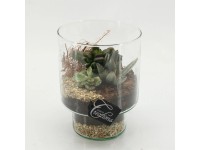 Pozsgás trió üvegvázában edény átmérője kb. 15 cm Pozsgás trió üvegvázában edény átmérője kb. 15 cm
