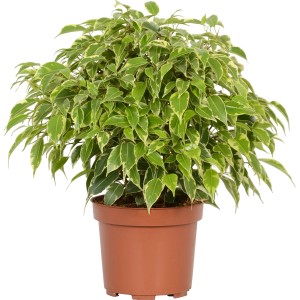 Cserepes 'Kinky' fikusz, Ficus benjamina zöld-sárga levelekkel.