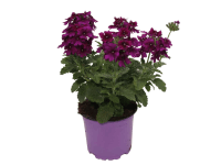 Verbena lila 10,5 cm Verbena lila 10,5 cm