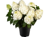 Mont Blanc bugás hortenzia Ma kb. 40 cm - 60 cm cserép kb. 4,6 l Mont Blanc bugás hortenzia Ma kb. 40 cm - 60 cm cserép kb. 4,6 l