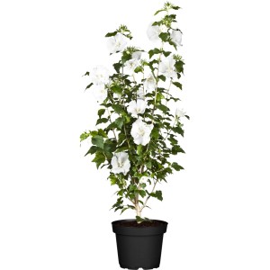 OBI Fehér mályvacserje cserépben, kb. 30-40 cm magas, számos fehér virággal.