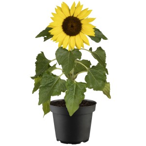 Sárga GROW by OBI napraforgó (Helianthus annuus) cserépben, kb. 20-30 cm magas.