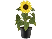 GROW by OBI napraforgó sárga kb. 20 cm - 30 cm Helianthus anuus GROW by OBI napraforgó sárga kb. 20 cm - 30 cm Helianthus anuus