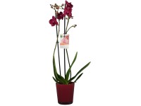 GROW by OBI lepkeorchidea lila kb. 60 cm - 70 cm Phalaenopsis