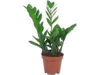 Zamioculcas cserépátmérő: kb. 10,5 cm Zamioculcas zamiifolia Zamioculcas cserépátmérő: kb. 10,5 cm Zamioculcas zamiifolia