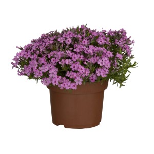 Kerti pázsitviola (Phlox) cserépben, rózsaszín virágok.