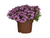 OBI árlevelű lángvirág cserépátmérő: kb. 13 cm Phlox