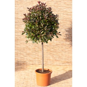 Photinia Pink Marble cserépben, kb. 115 cm magas. Örökzöld törzs rózsaszín hajtásokkal.