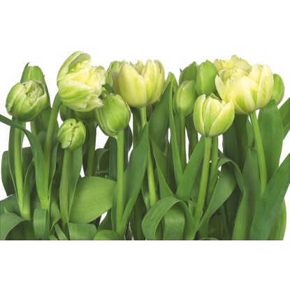 Komar fotótapéta Tulips 368 cm x 254 cm FSC