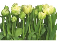 Komar fotótapéta Tulips 368 cm x 254 cm FSC