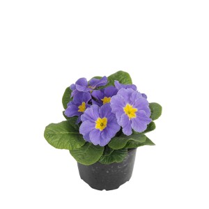 Kék virágú Primula cserépben.