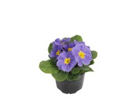 Kankalin (Primula sirococco) 10,5 cm-es cserépben