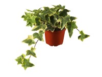 OBI sárga-tarka levelű borostyán OBI sárga-tarka levelű borostyán