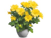 Krizantém (Chrysanthemum) Krizantém (Chrysanthemum)