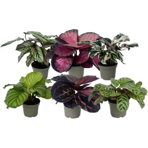 Különböző Calathea fajták cserépben, dísznövények a GROW by OBI-tól.