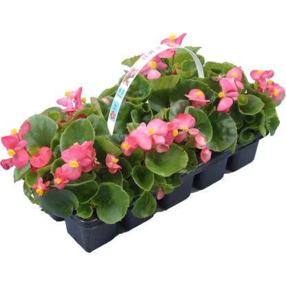 Begónia különféle színekben magasság kb. 10 cm - 15 cm 10-es csomag Begonia