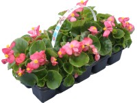 Begónia különféle színekben magasság kb. 10 cm - 15 cm 10-es csomag Begonia Begónia különféle színekben magasság kb. 10 cm - 15 cm 10-es csomag Begonia