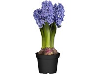 GROW by OBI kerti jácint trió cserépátmérő kb. 12 cm Hyacinthus orientalis