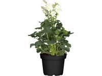 GROW by OBI harangláb 22 cm Aquilegia