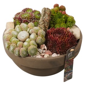 Varjúháj elrendezés cserépben (Ø 23 cm) különböző Sempervivum fajokkal.